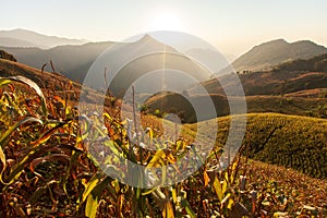 The landscape of corn terraces fields at sunset