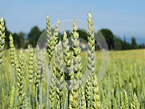 Landscape of cornfield summer day