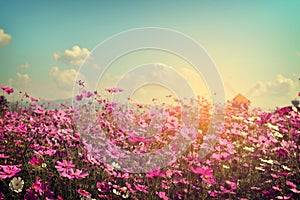 Landscape of cosmos flower field with sunlight