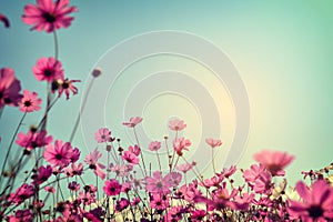 Landscape of cosmos flower field with sunlight blue sky