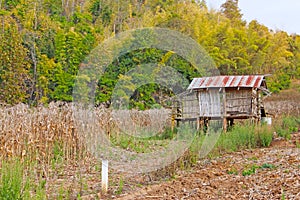 A landscape of cottage lifstyle in asia, an old wooden small hut in jungle of dried brown corn farm field, green and yellow bamboo