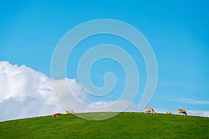 Landscape of Countryside Hills with Grass Field and Cows in Dairy Farm on Sunny Day. Blue Sky as background
