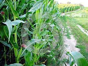 Landscape with countryside road, corn