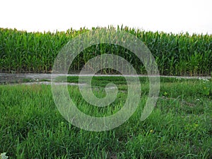 Landscape with countryside road, corn