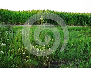 Landscape with countryside road, corn