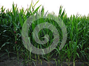 Landscape with countryside road, corn