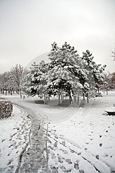 Landscape covered with snow from Tineretului park 