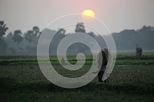 Landscape with a cow that graze grass at sunset in Sundarbans, West Bengal