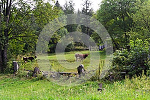 Landscape of a cow grazing in an old meadow among trees