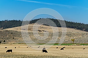 Landscape with cow herd, Montana