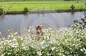 Dutch landscape with Linge river,Beesd, Betuwe,Holland photo