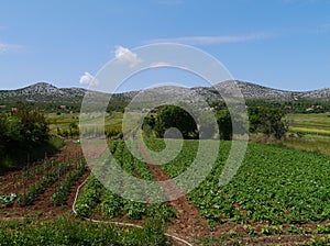 A landscape of Croatian agriculture