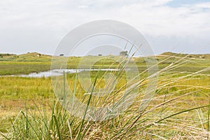 Landscape with culm grass from the wadden islands in the Netherlands photo