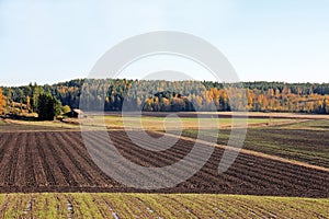 Landscape of Cultivated Autumn Fields