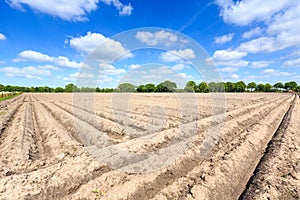 Landscape of a cultivated farmers field on a sunny day