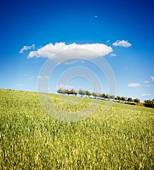 Landscape for a cultivation