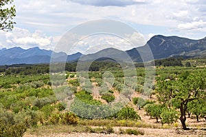 Landscape of cultivation of fruit trees in the region of Terra A photo