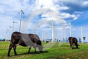 Landscape of a dairy farm and wind energy