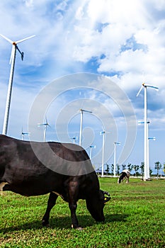 Landscape of a dairy farm and wind energy