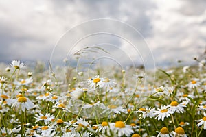 Landscape with daisies in Sunny weather in summer. Wildflowers close-up