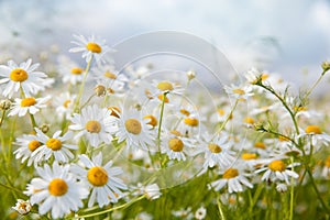 Landscape with daisies in Sunny weather in summer. Wildflowers close-up