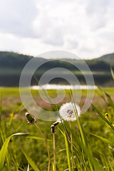 Landscape with dandelion. Tunguska river. photo