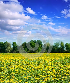 Landscape with dandelions meadow