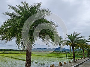 Landscape: Date Palm Trees on the Edge of Rice Fields??