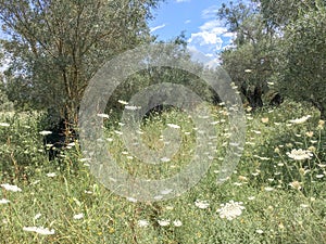 Landscape with Daucus carota plants.