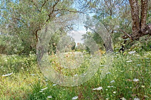 Landscape with Daucus carota plants. photo