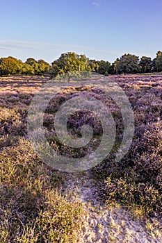 Landscape De Posbank The Netherlands