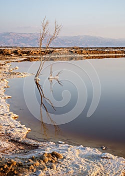 Tree Reflection in the dead sea photo