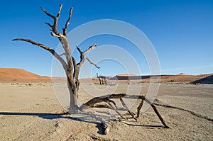 Landscape with dead tree, red sand dunes and dry cracked clay surface at Deadvlei, Namib desert, Namibia, Africa