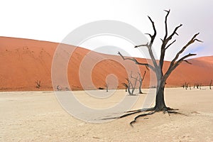 Landscape of Dead Vlei, Namibia