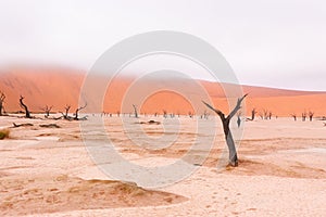 Landscape of Dead Vlei, Namibia