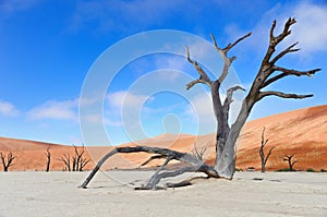 Dead Vlei, Namibia, South Africa