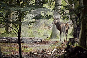 landscape of deer in forest