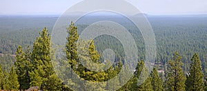 Landscape of a dense forest in central Oregon