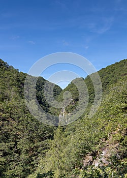 Landscape of a dense, green forest, background, vertical