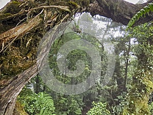 Landscape of a dense tropical forest framed by an old tree.