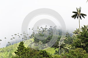 Landscape of Dense Tropical Rainforest