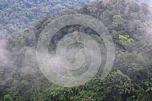Landscape of dense tropical rainforest at Khao Yai national park