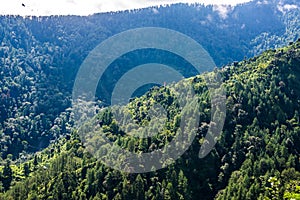 Landscape of Deodar tree in himalayas, sainj valley, kullu, himachal pradesh, india