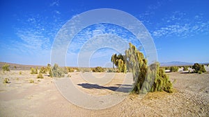 Landscape of desert and blue sky with haloxylon or saxaul trees