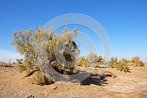 Landscape of desert and blue sky with haloxylon or saxaul trees