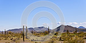 Landscape of the desert, cactus and mountains in Arizona