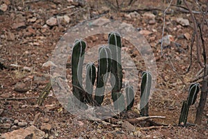 Landscape with desert flora in Zimapan Hidalgo Mexico photo