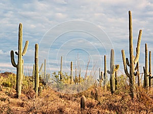 Landscape of the desert with Saguaro cacti. Toned image