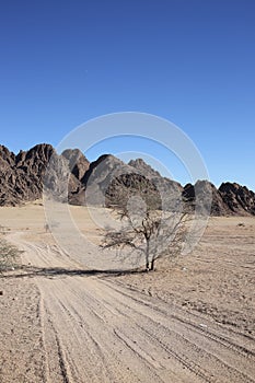 Landscape in the desert with single tree, Egypt.