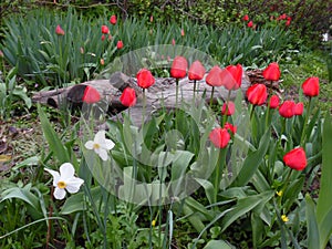 Landscape design flowerbeds old log surrounded by flowers tulips bright red